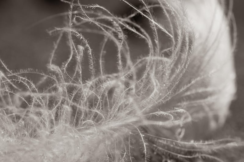 Feather Reiki Healing